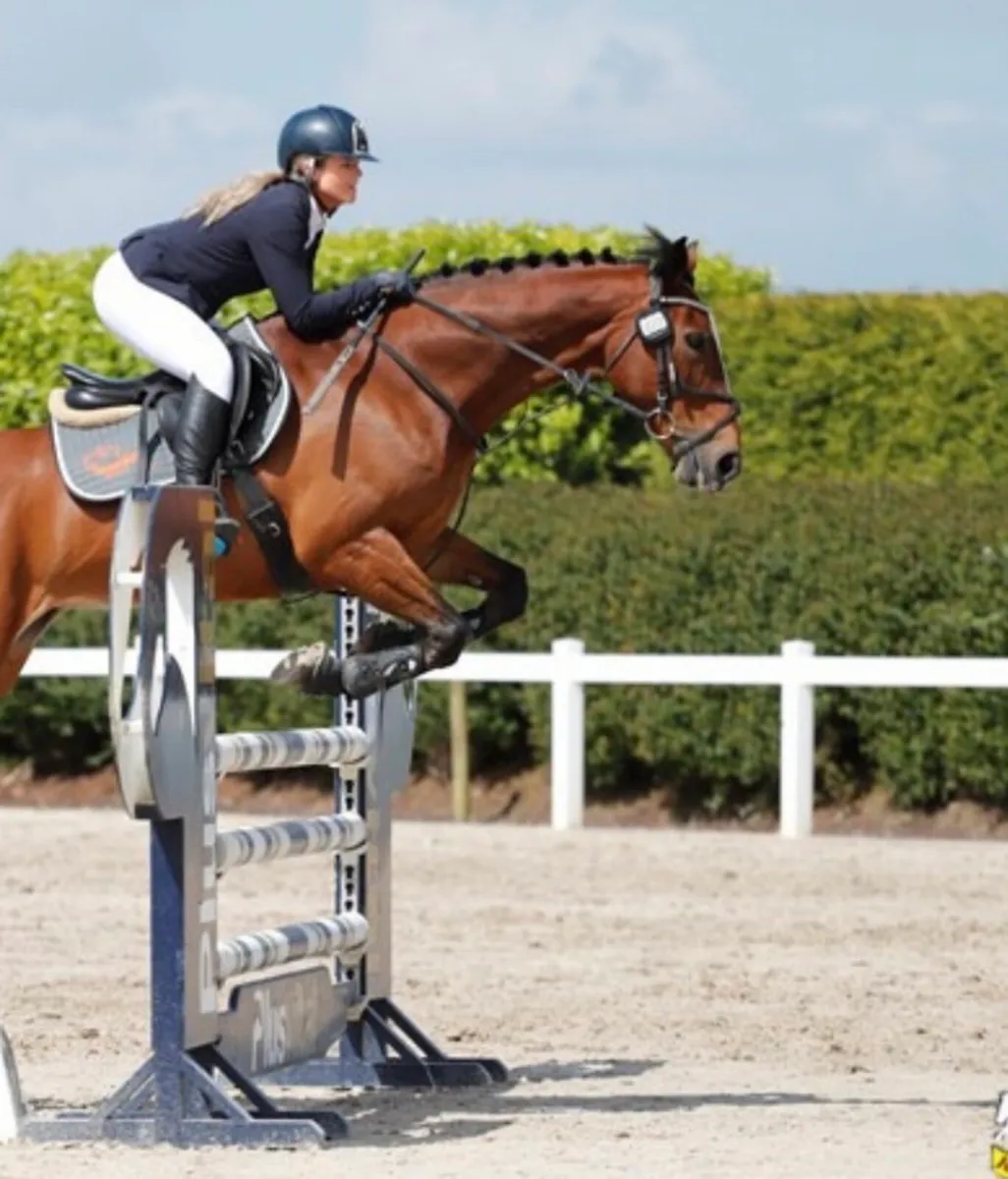 Superb 16.1h ISH Mare - Genuine Allrounder - Image 1