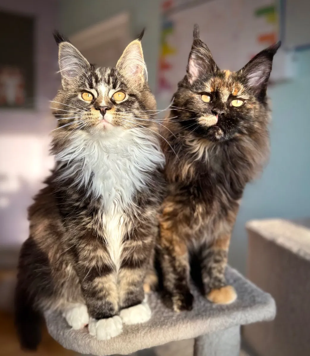 Beautiful Maine Coon kittens looking loving homes - Image 2