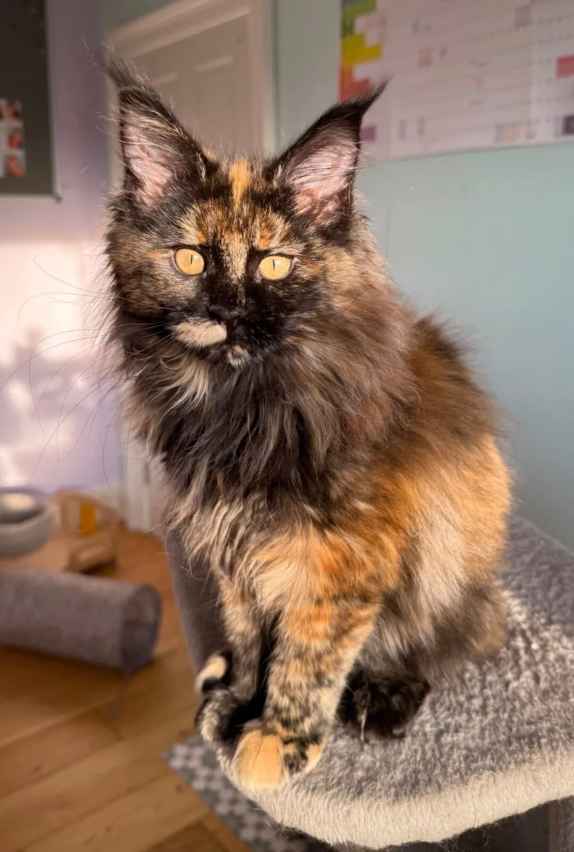 Beautiful Maine Coon kittens looking loving homes - Image 3