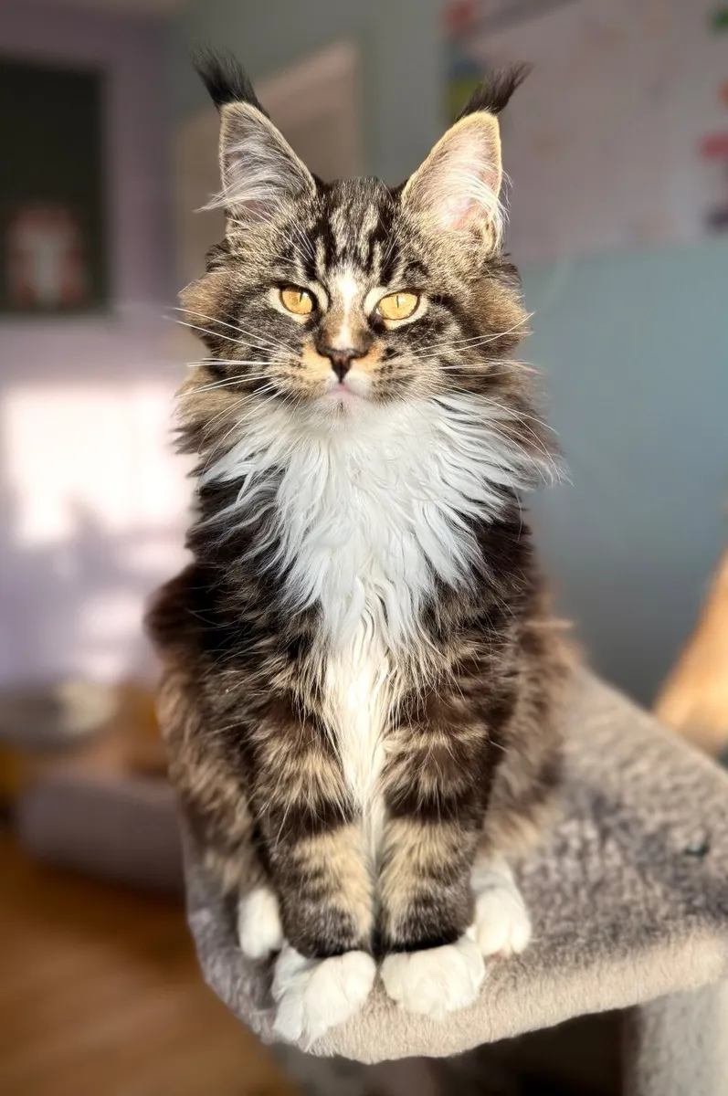 Beautiful Maine Coon kittens looking loving homes - Image 1