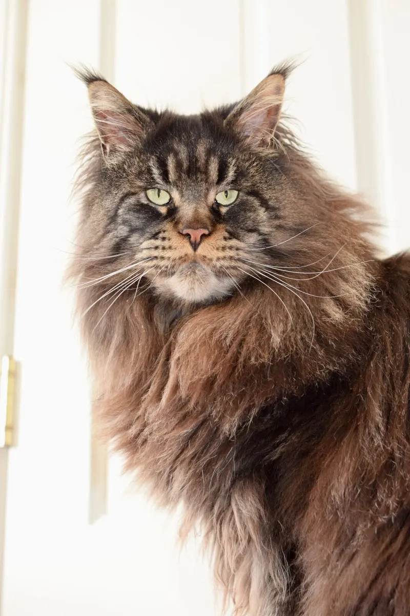 Beautiful Maine Coon kittens looking loving homes - Image 4