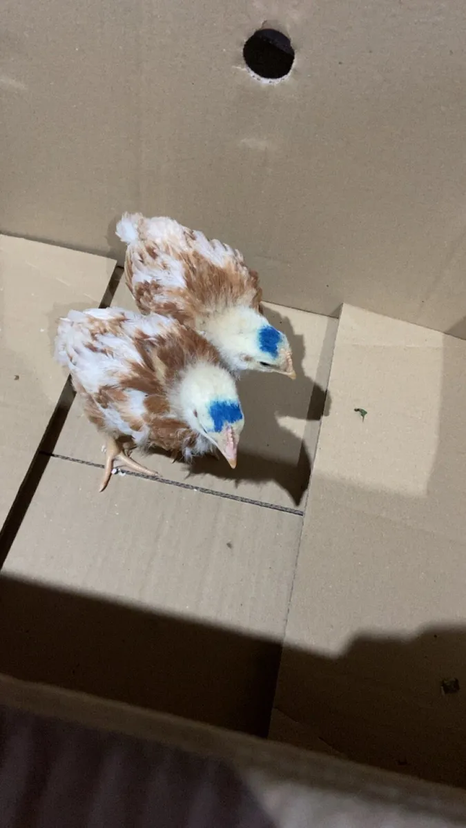 Chicks - Image 3