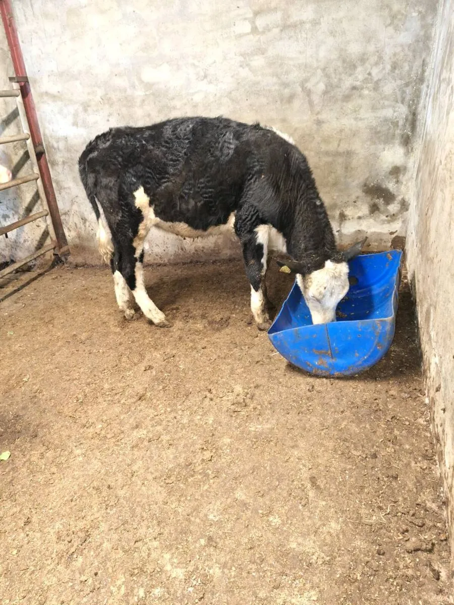 Heifer - Image 1