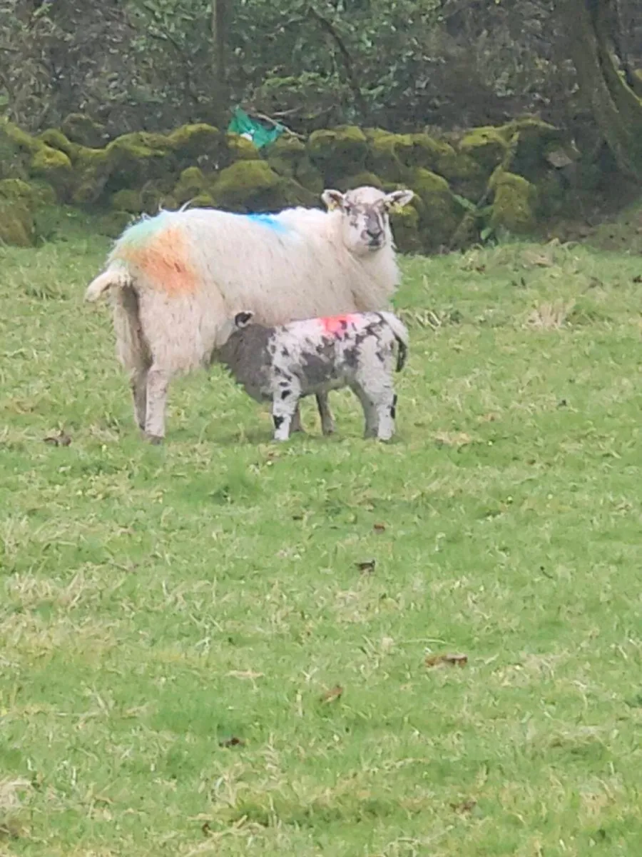 Ewes and lambs - Image 2