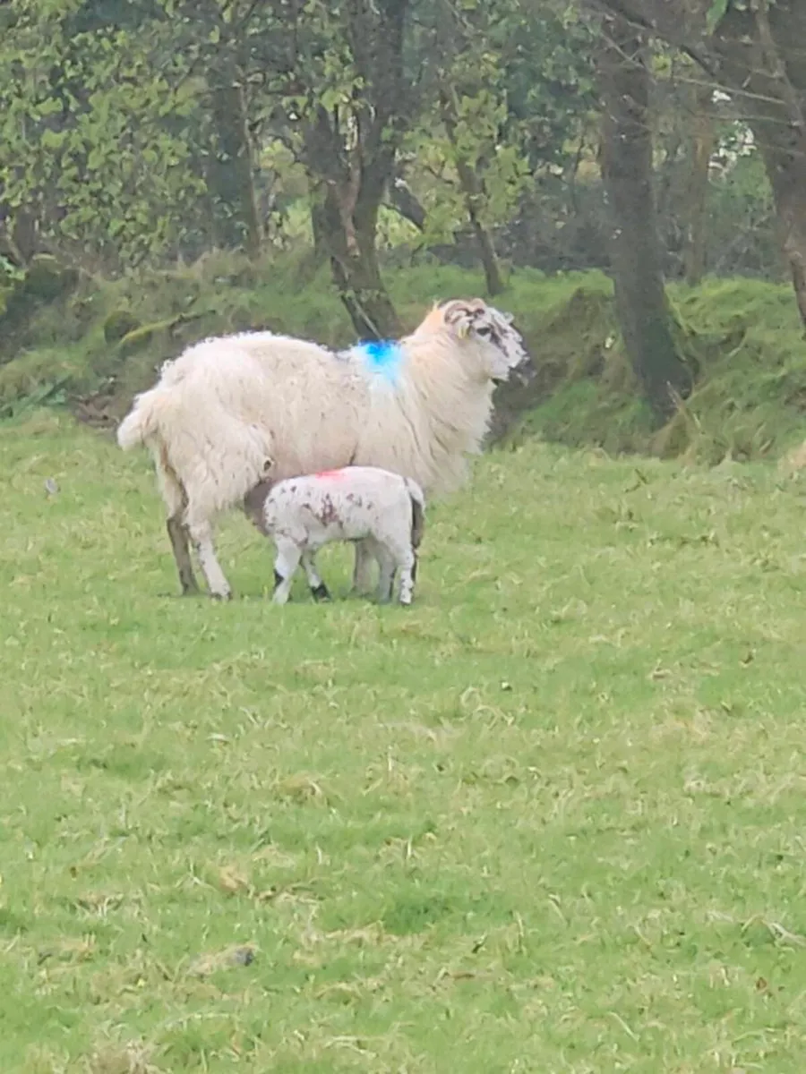 Ewes and lambs - Image 3