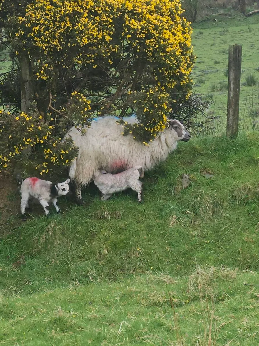 Ewes and lambs - Image 4