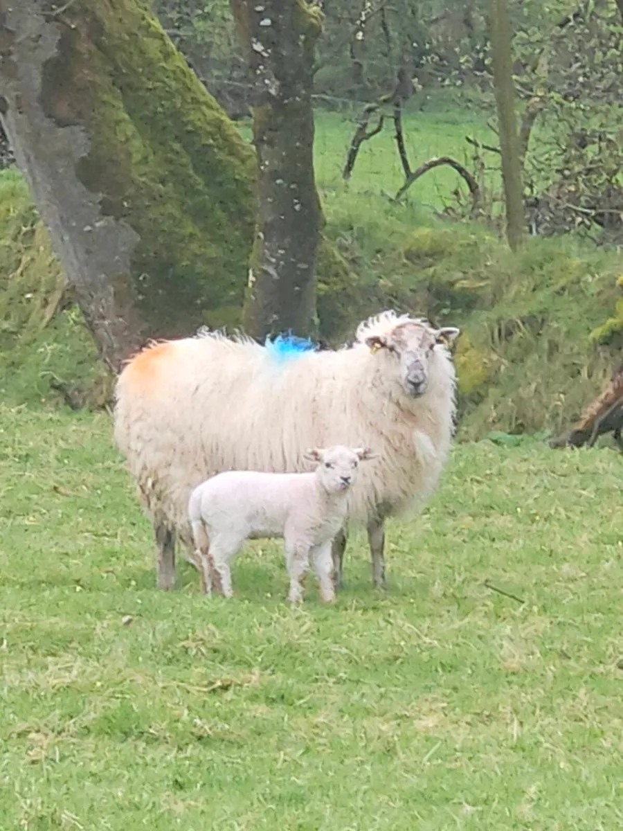 Ewes and lambs - Image 1