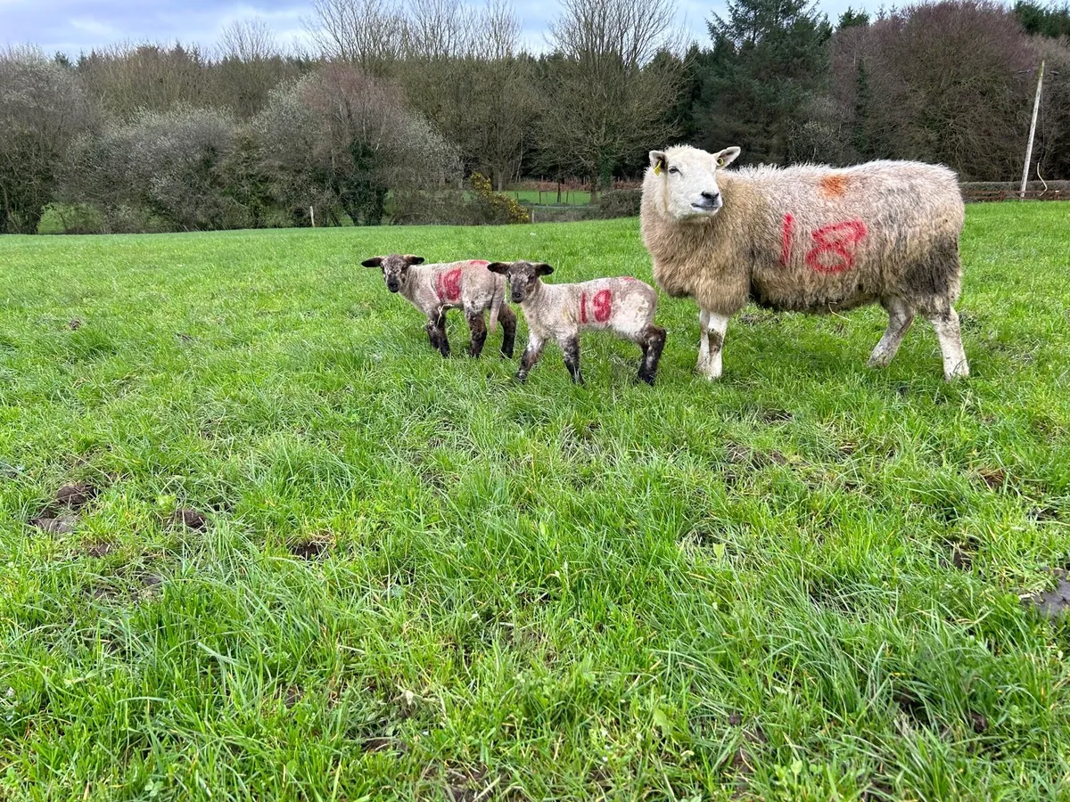 Ewes with lambs at foot - Image 1