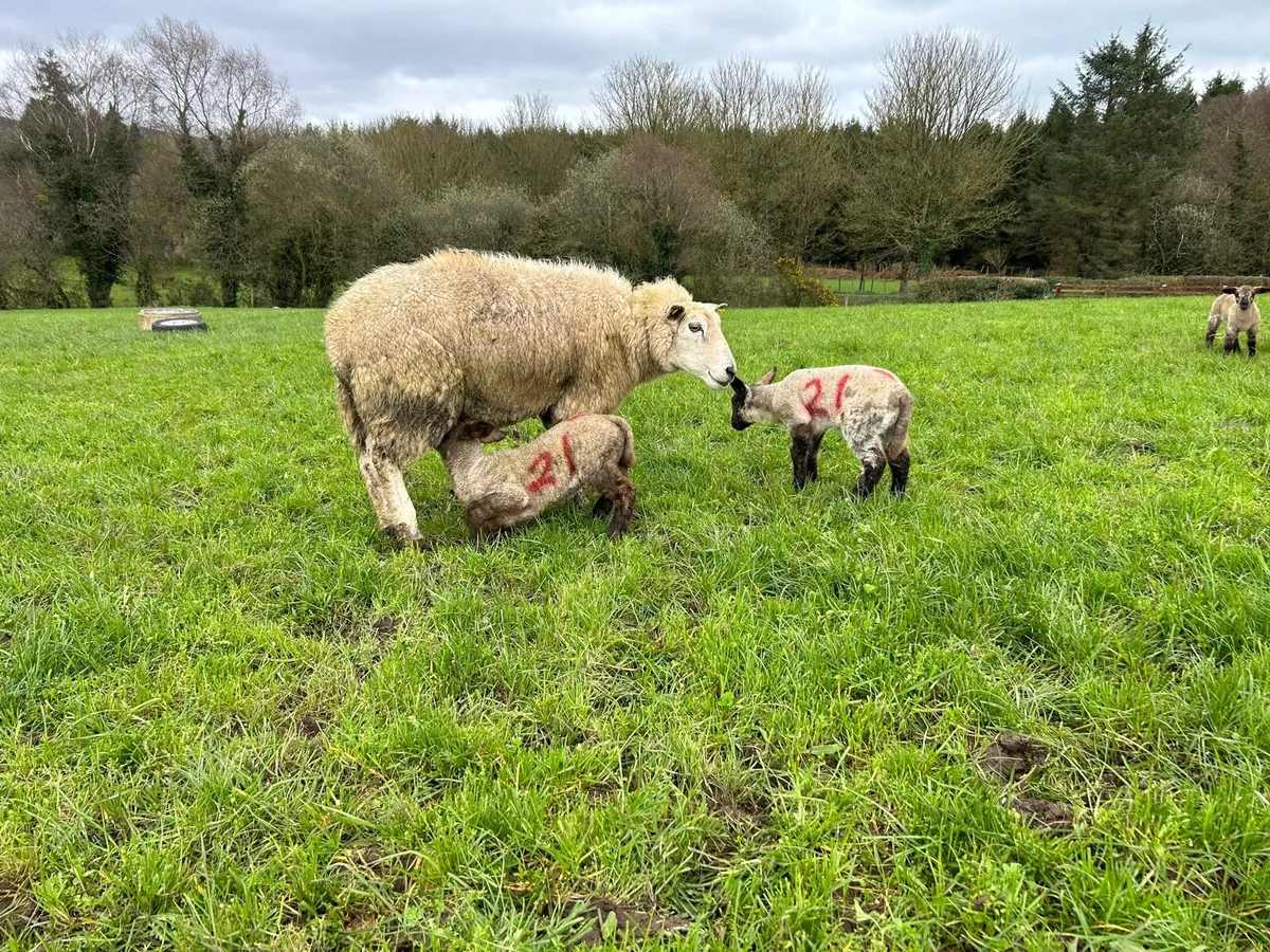 Ewes with lambs at foot - Image 2