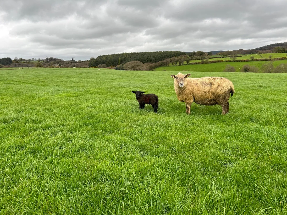 Ewes with lambs at foot - Image 3