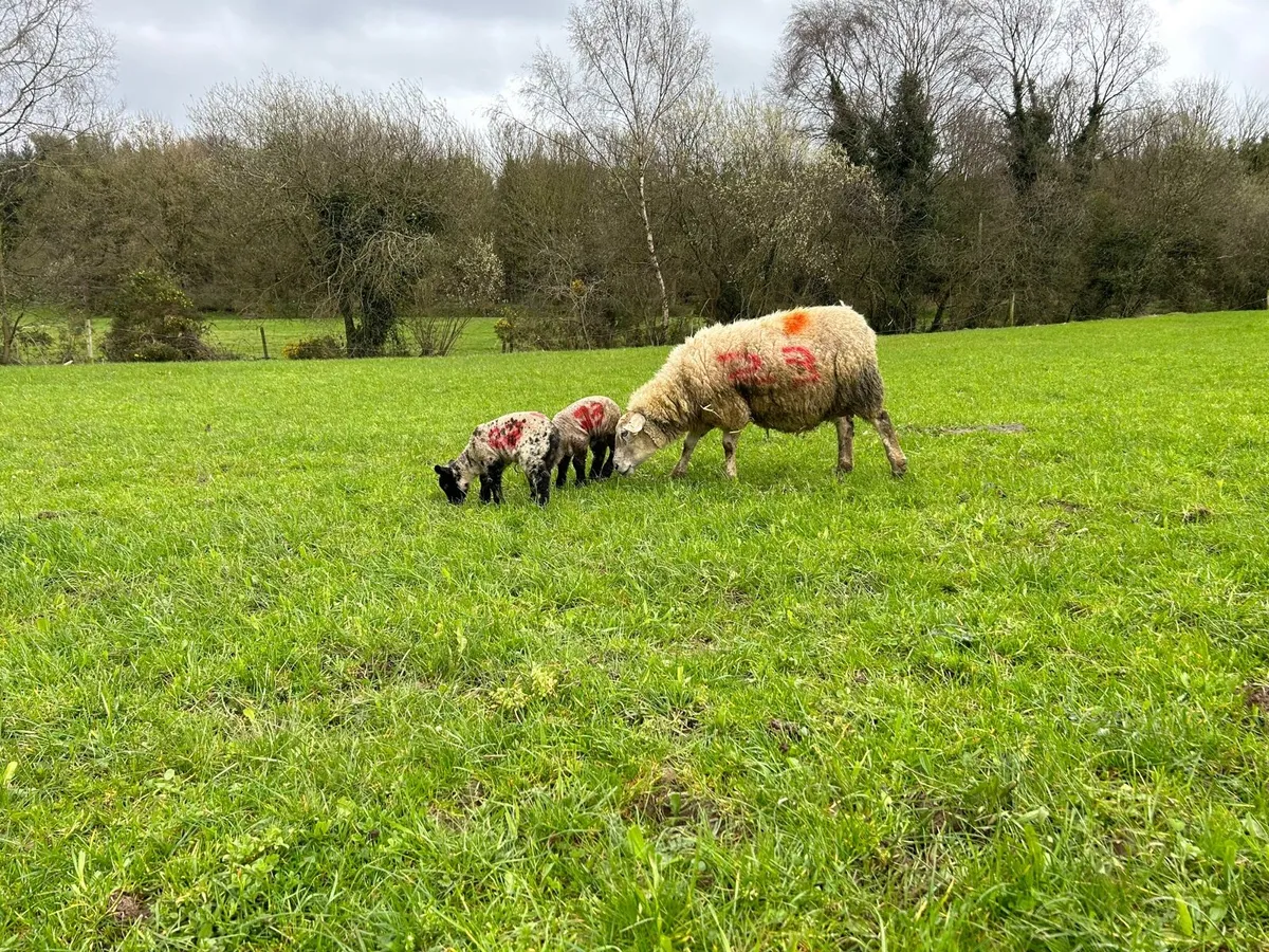 Ewes with lambs at foot - Image 4