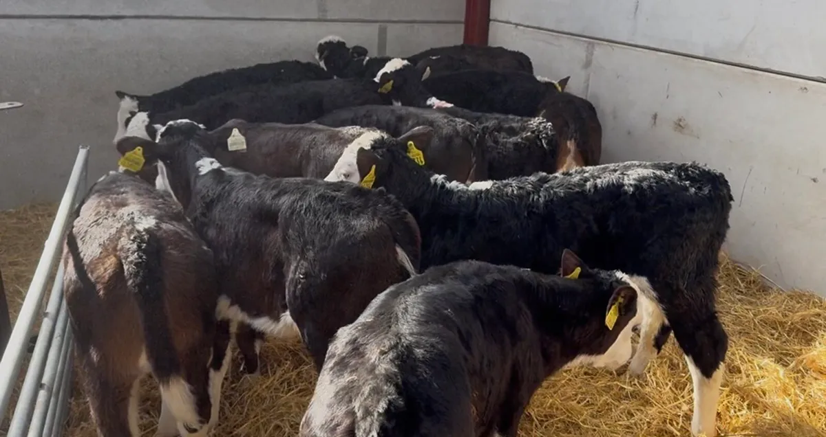 ❌strong hex hefiers ❌ - Image 1