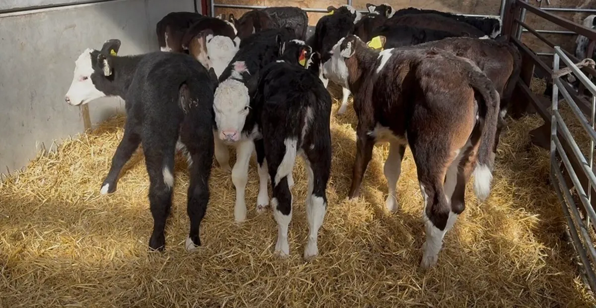 ❌strong hex hefiers ❌ - Image 3