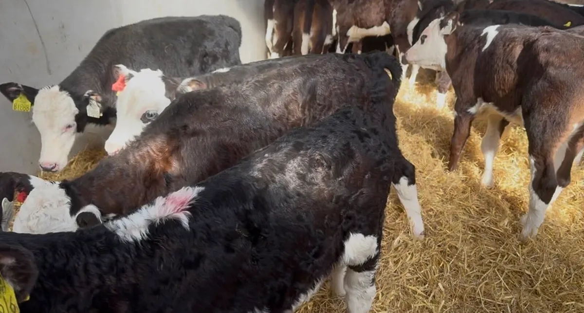 ❌strong hex hefiers ❌ - Image 4