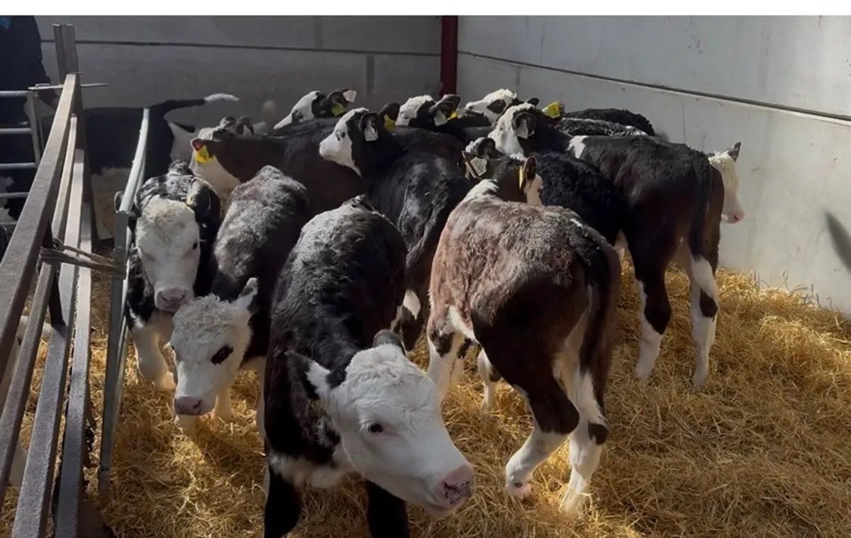 ❌strong hex hefiers ❌ - Image 2