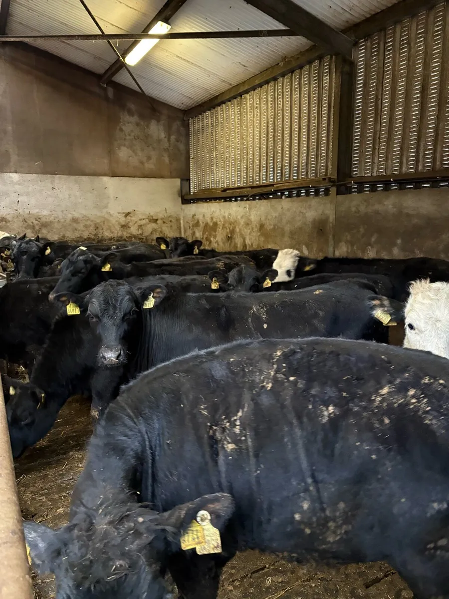 20 Angus and Hereford Heifers - Image 1