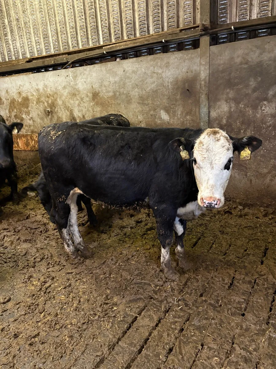 20 Angus and Hereford Heifers - Image 4