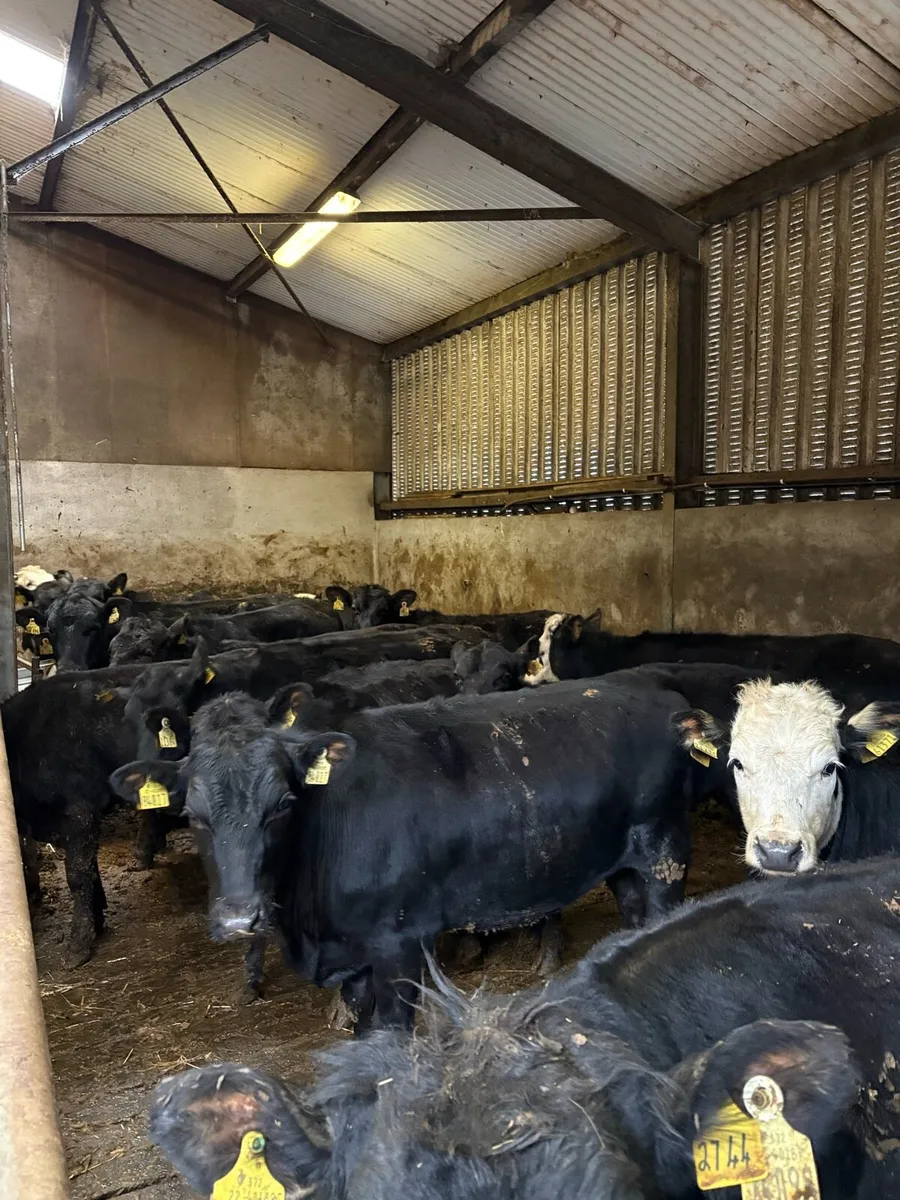 20 Angus and Hereford Heifers - Image 2