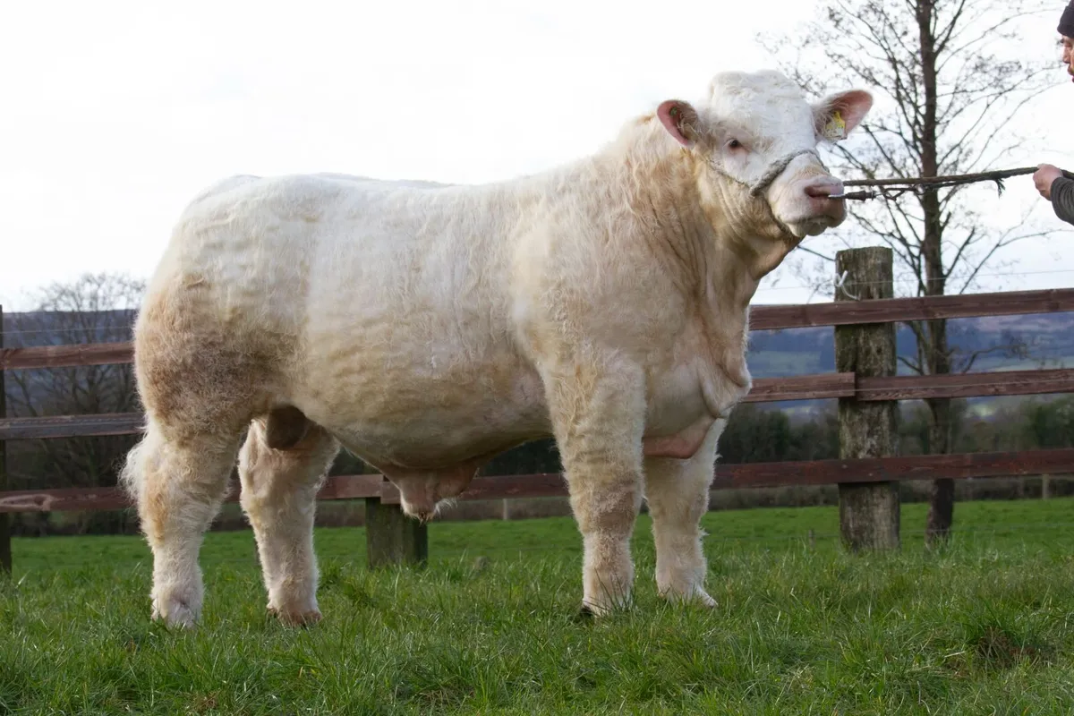 Charolais bulls for sale - Fertility tested - Image 2