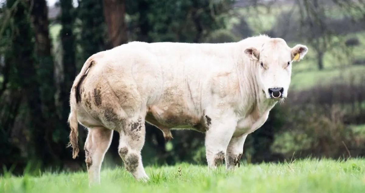 Pedigree Belgian Blue Bull - Image 3