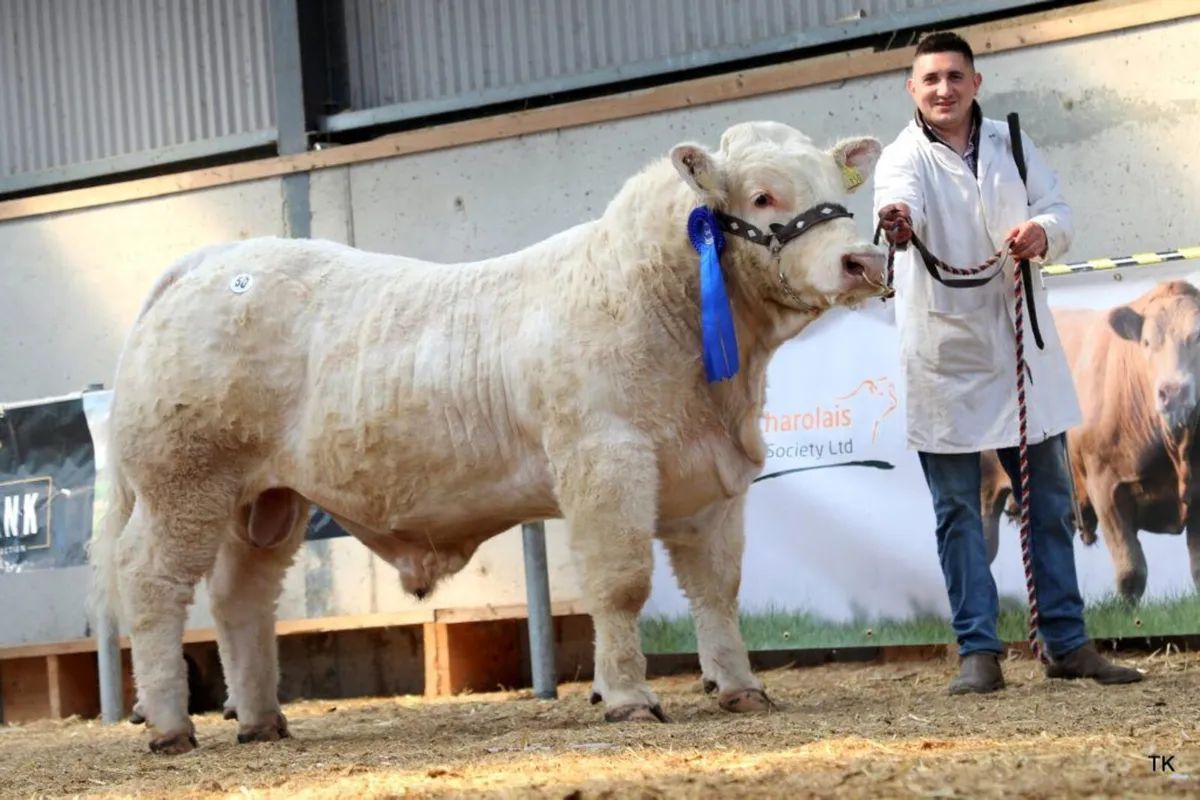 Charolais bulls for sale - Fertility tested - Image 3