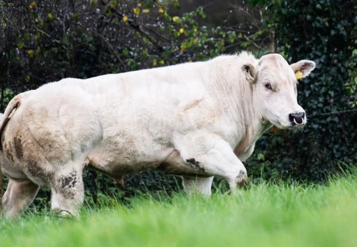 Pedigree Belgian Blue Bull - Image 1