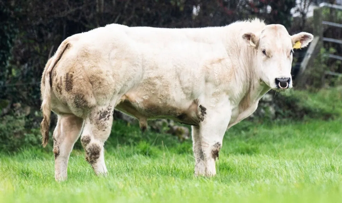 Pedigree Belgian Blue Bull - Image 2