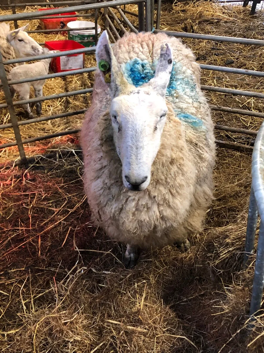 Foster ewe - Image 1