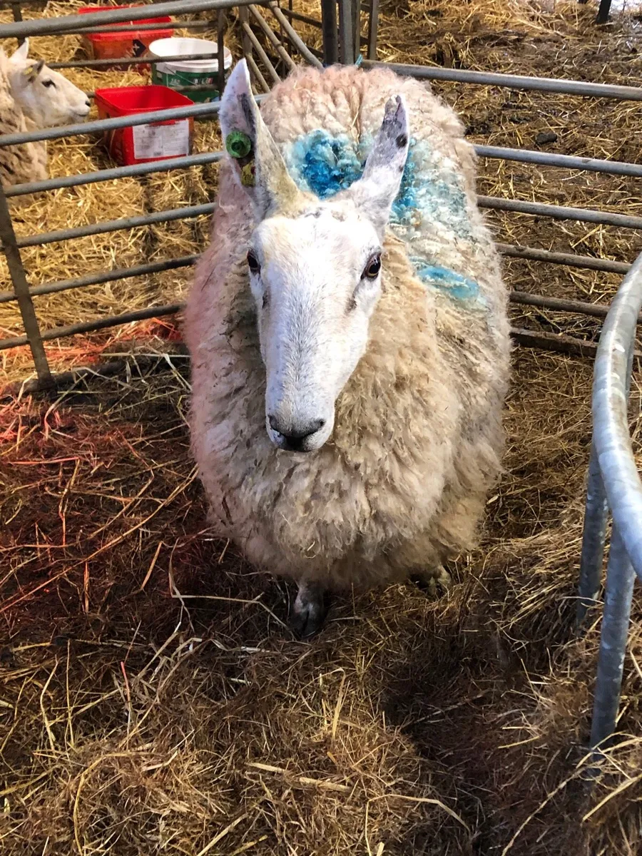 Foster ewe - Image 2