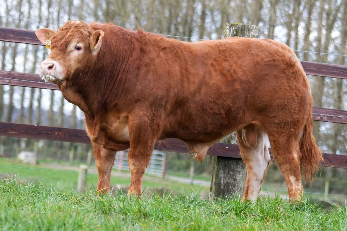 Limousin bulls for sale - Fertility tested - Image 1