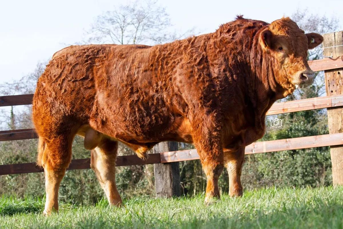 Limousin bulls for sale - Fertility tested - Image 2