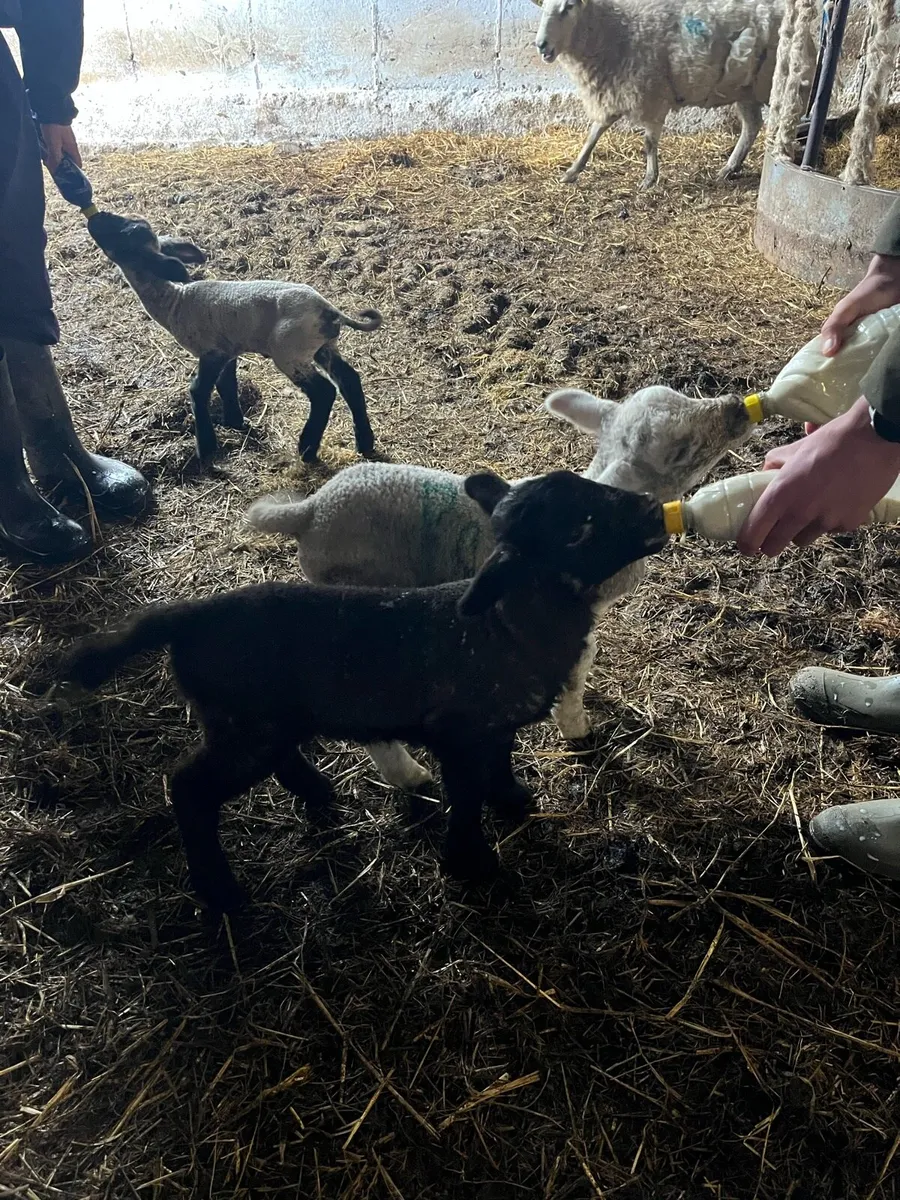 Pet lambs - Image 1