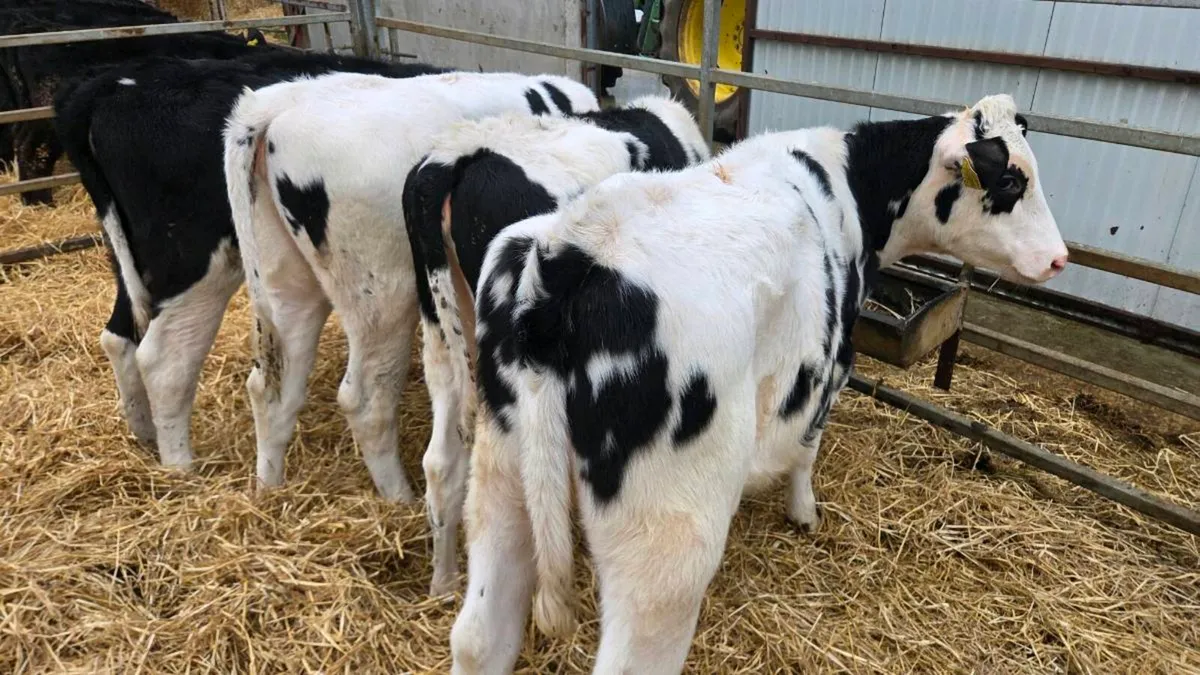Friesian Heifers - Image 2