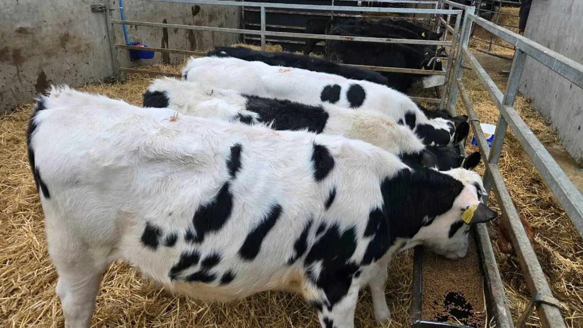 Friesian Heifers - Image 3