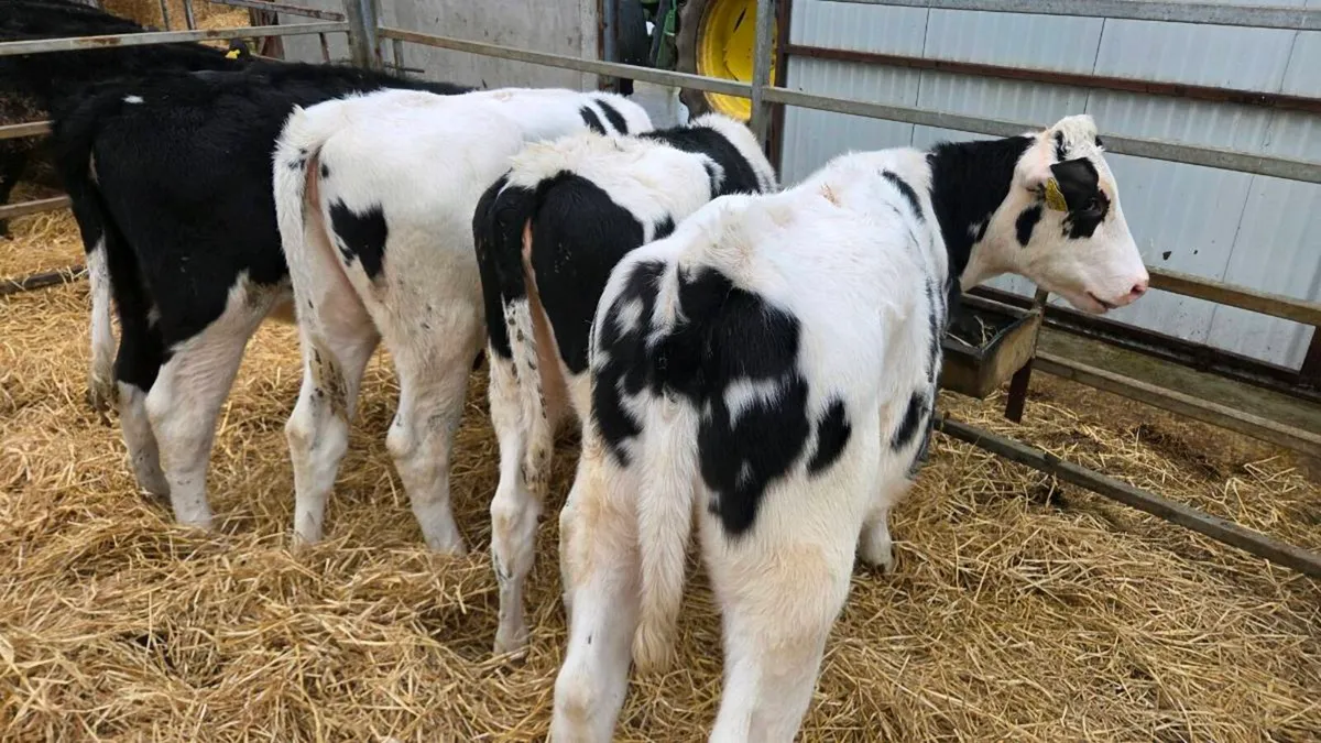 Friesian Heifers - Image 4