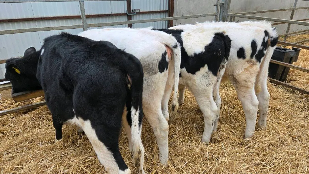 Friesian Heifers - Image 1