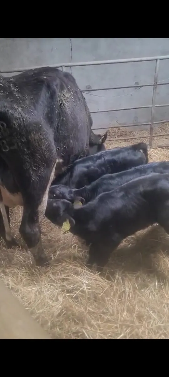 Dairy cow with 3 aa calves - Image 2