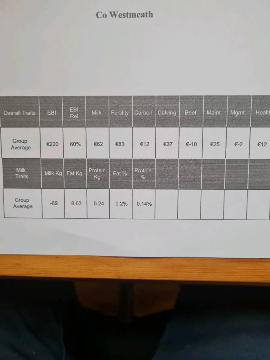 Maiden heifers - Image 1