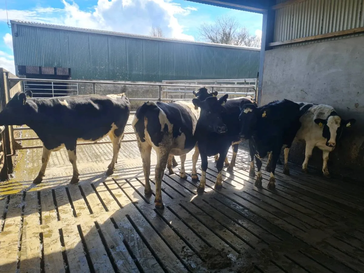 Maiden heifers - Image 2