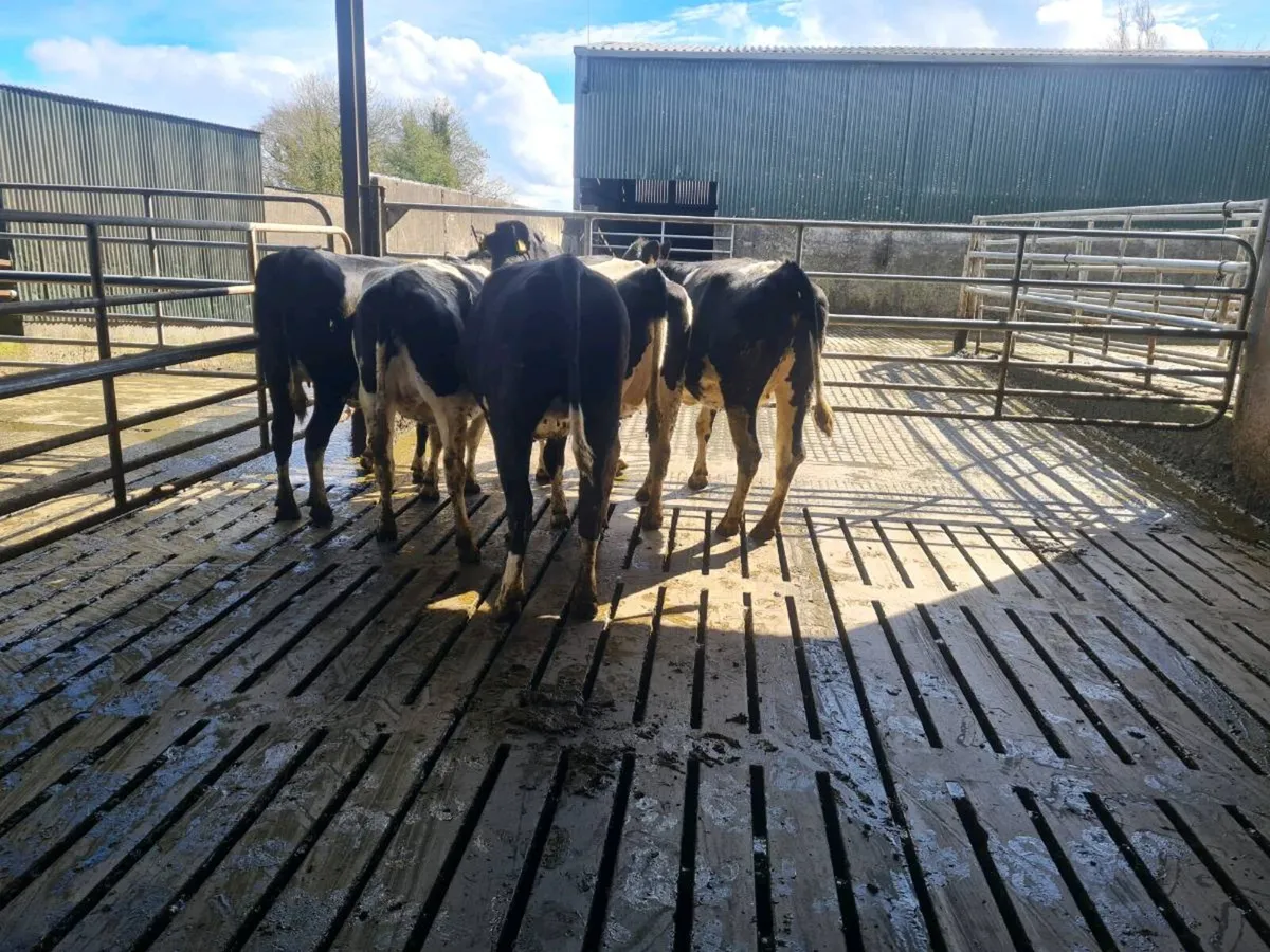 Maiden heifers - Image 3