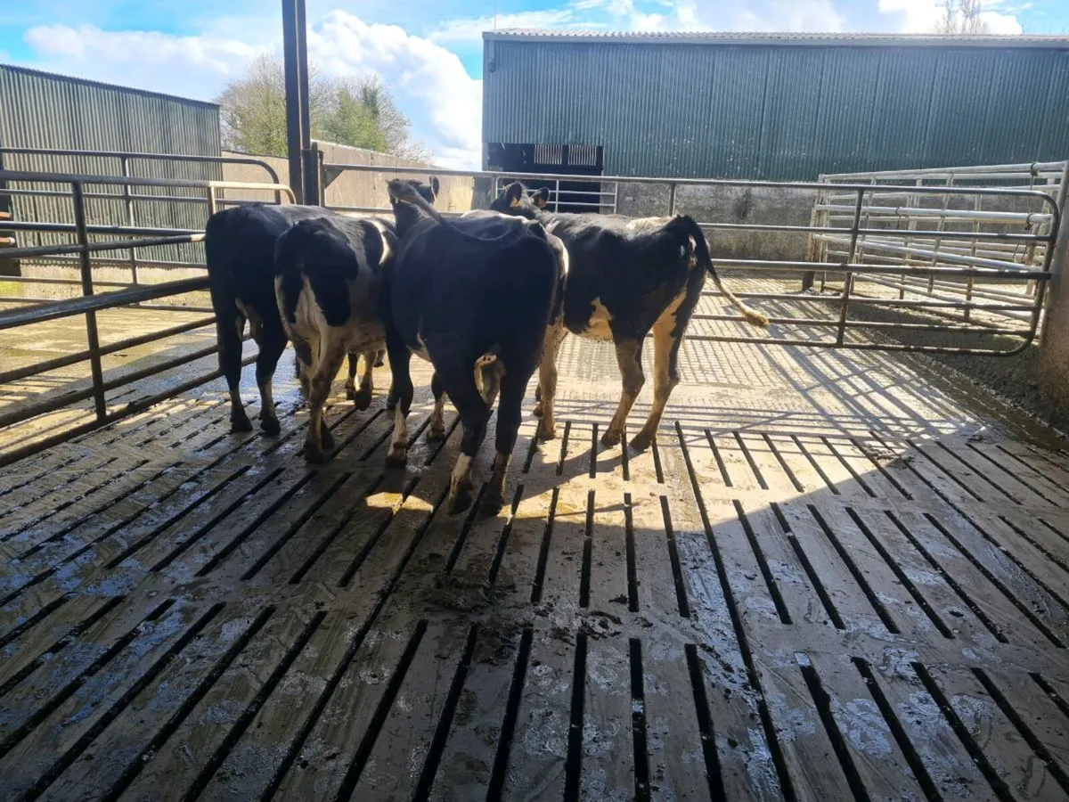 Maiden heifers - Image 4