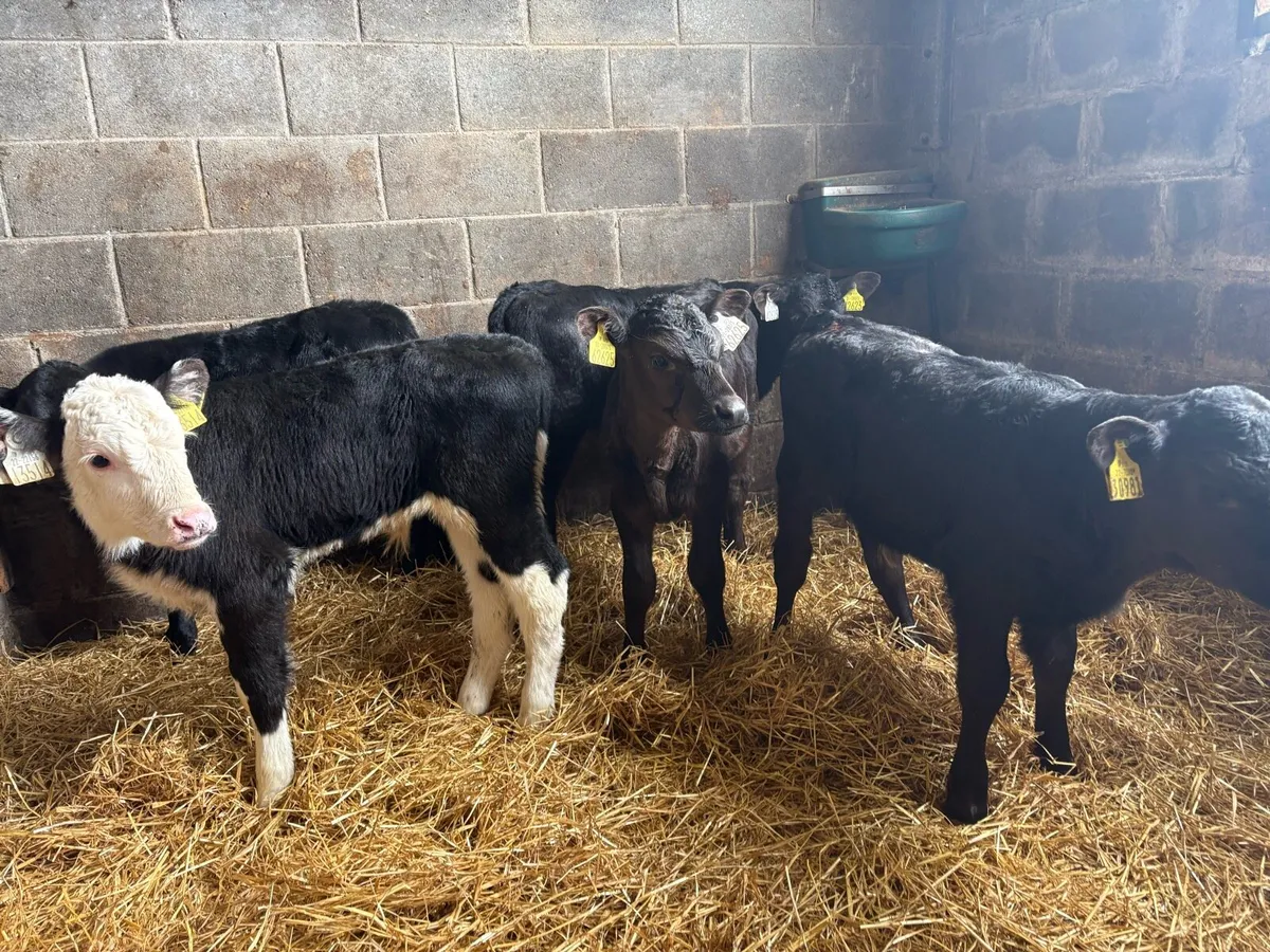 5 Bull calves - Image 1