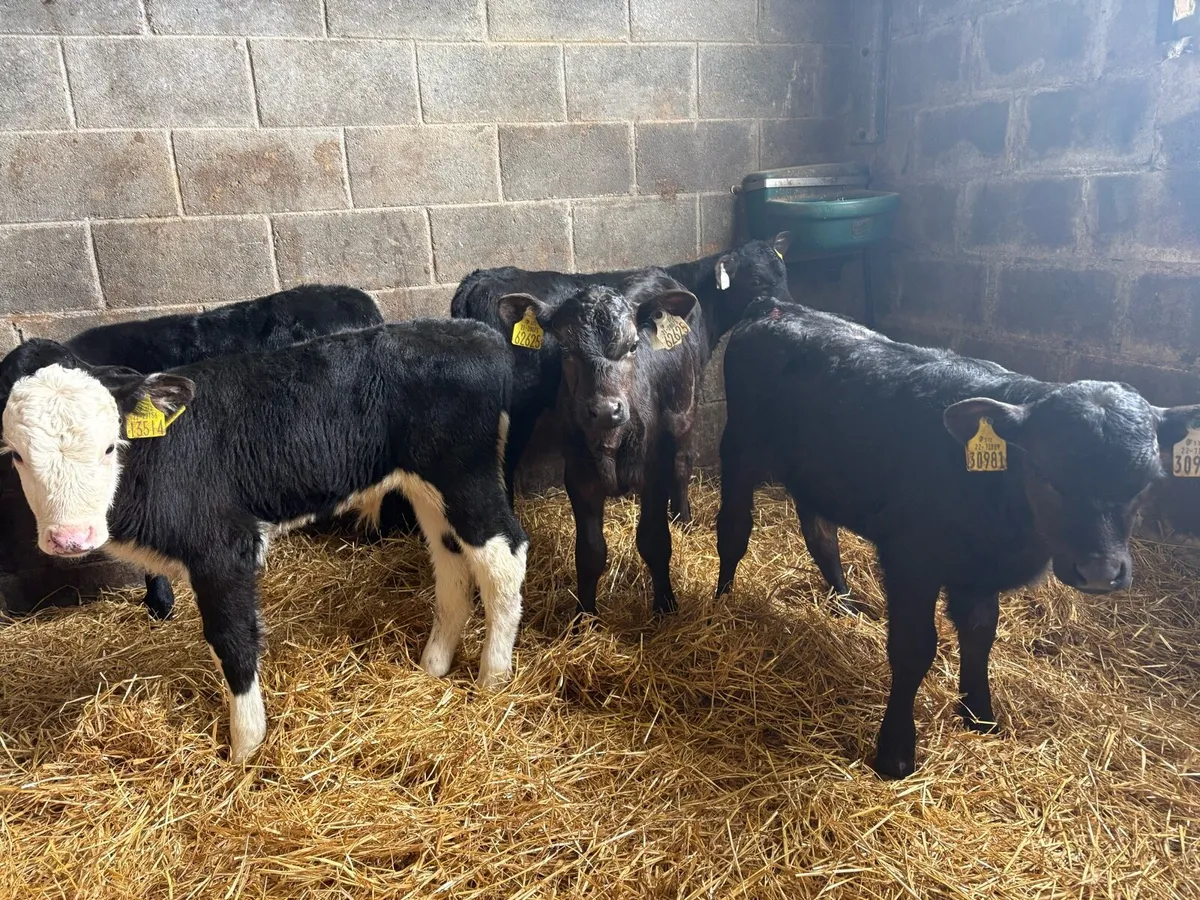 5 Bull calves - Image 2