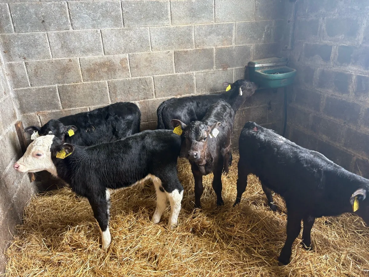 5 Bull calves - Image 3