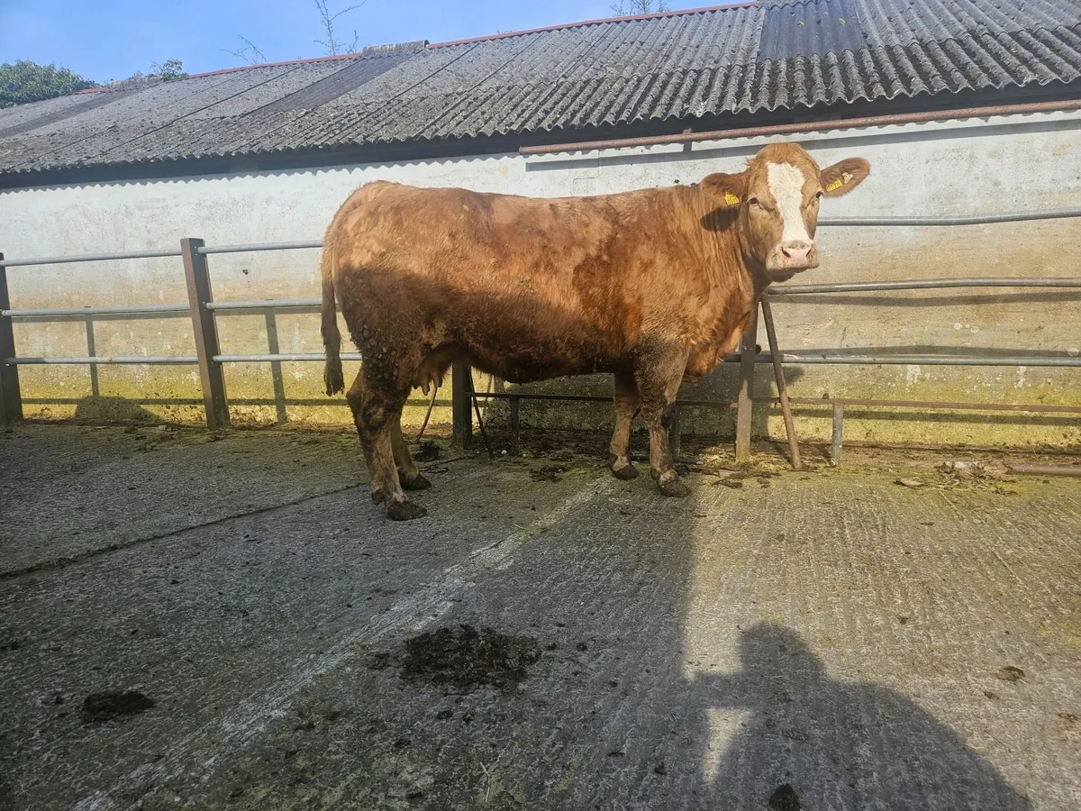 Ballybay Mart Suckler Sale - Image 2