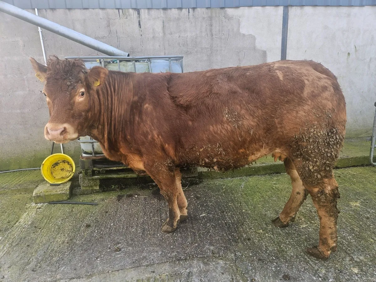 Ballybay Mart Suckler Sale - Image 3