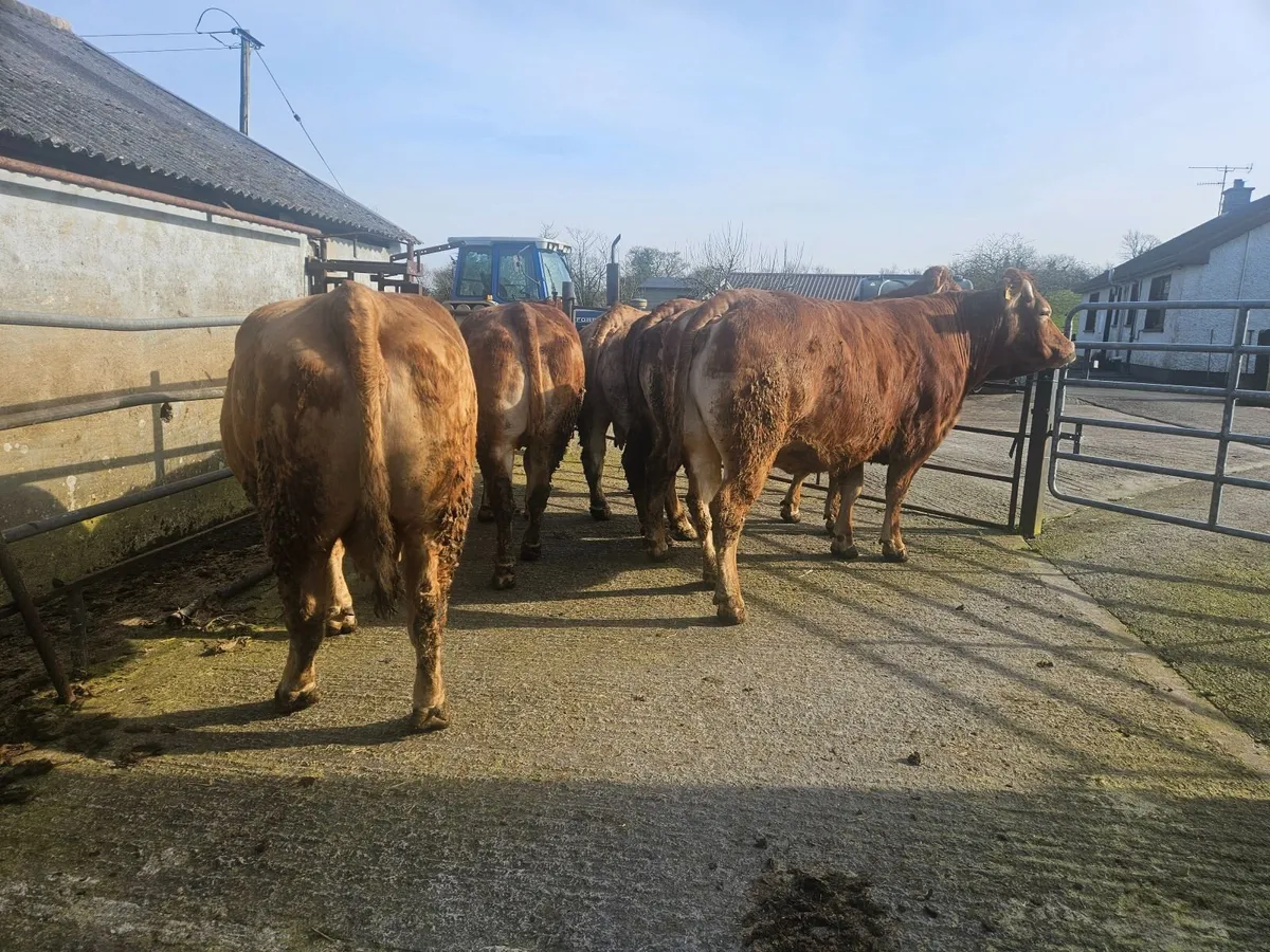 Ballybay Mart Suckler Sale - Image 4