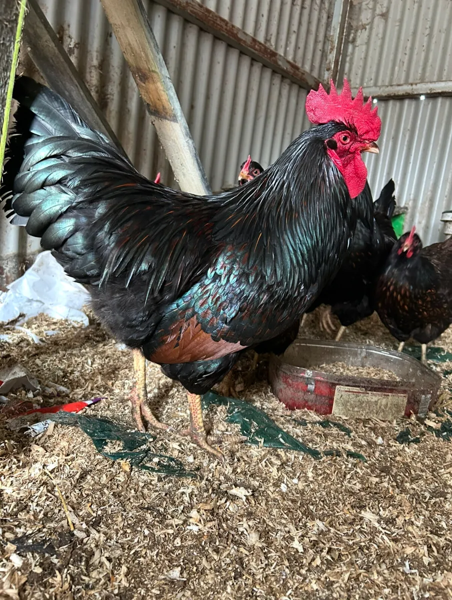hatching eggs & day old chicks - Image 1