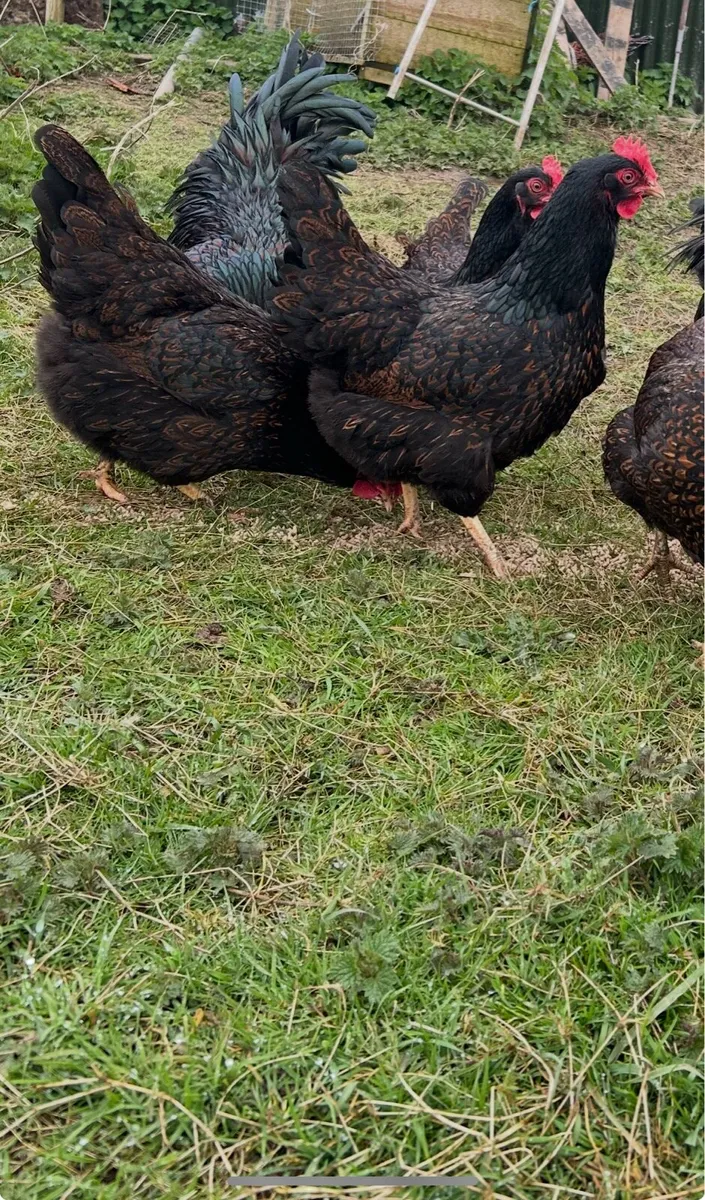hatching eggs & day old chicks - Image 2