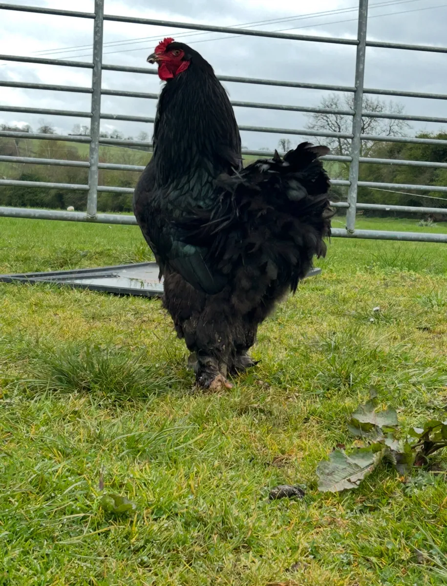 hatching eggs & day old chicks - Image 3